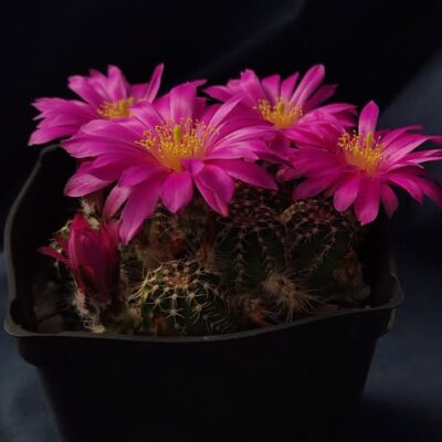Echinocereus pulchellus - v. acanthosetus - Pachuca,  GK