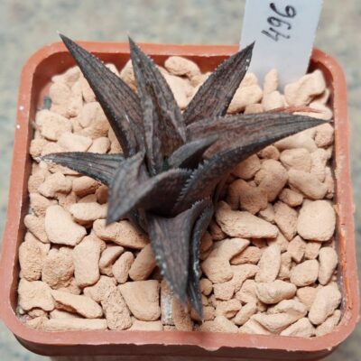 496 Haworthia venosa v.coriacea x tesselata