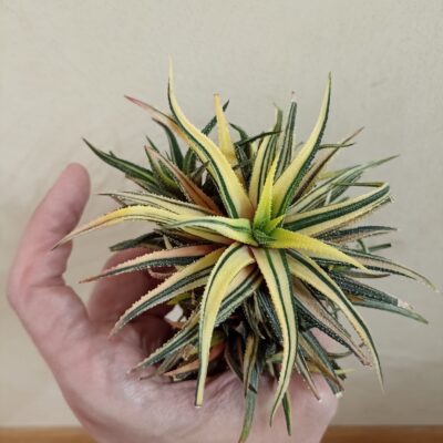 Haworthia Attenuata Variegated