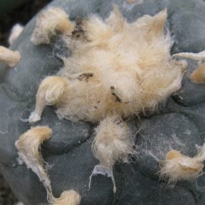 Lophophora viridiscens MZ1199 насіння