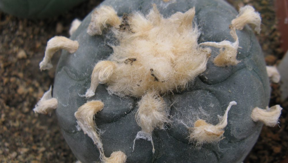 Lophophora viridiscens MZ1199 насіння