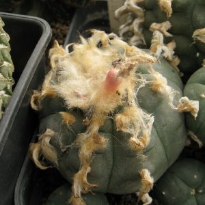 Lophophora williamsii VZD020 насіння