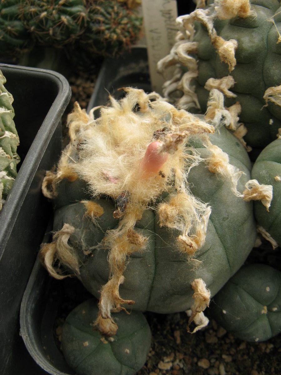 Lophophora williamsii VZD020 насіння
