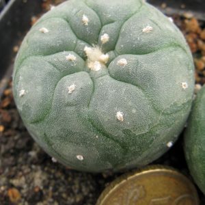 Lophophora jordaniana v caespitosa cl3 #2