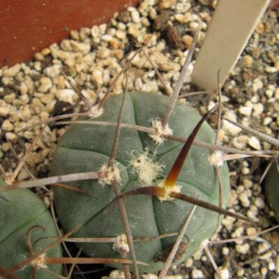 Gymnocalycium armatum CH889
