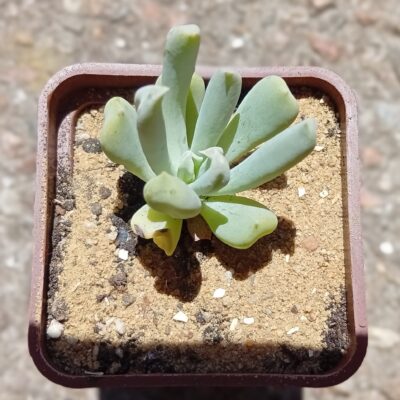 Echeveria Sprut