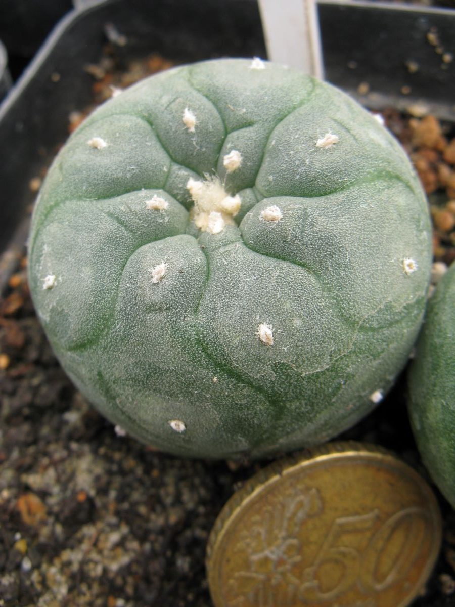 Lophophora jordaniana v caespitosa cl3 #2