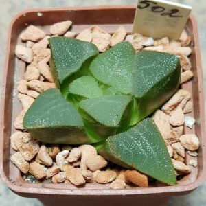 502 Haworthia bayeri -Japan- clon1 F2