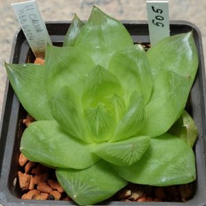 505 Haworthia calva MBB6904