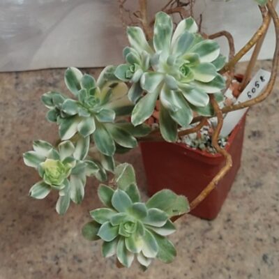 5058 Aeonium castello-paivae f. variegata весь горшик