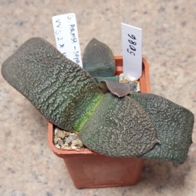 5086 Gasteria armstrongii -Japan- сіянець