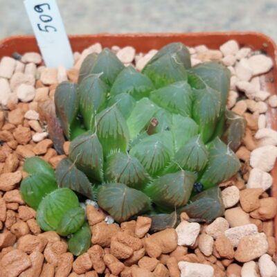 509 Haworthia cooperi