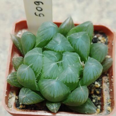 5091 Haworthia cooperi v. filifera