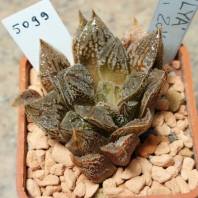5099 Haworthia 'Zilya'