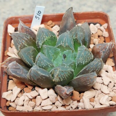 510 Haworthia cooperi x 'Kegazato'