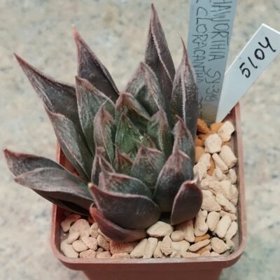 5104 Haworthia hybrid