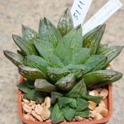 5111 Haworthia ‘Sugar Candy’ hybrid