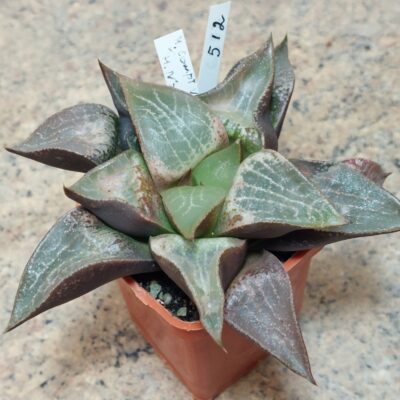 512 Haworthia comptoniana x retusa