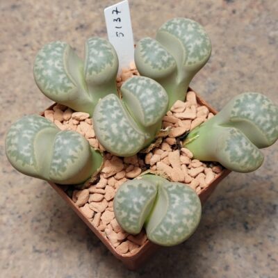 5137 Lithops marmorata v.diutina весь горщик , це одна рослина , вік 20 років