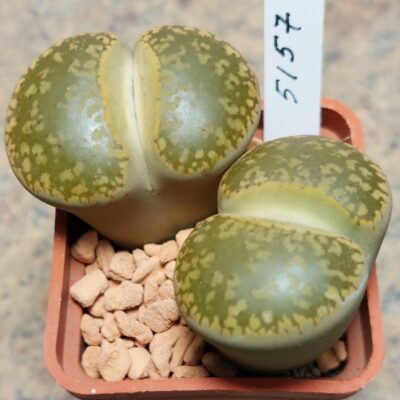 5157 Lithops aucampiae 'Kuruman' , вік 8 років