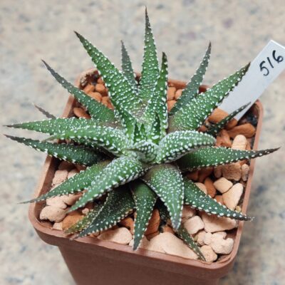 516 Haworthia attenuata v.clariperla