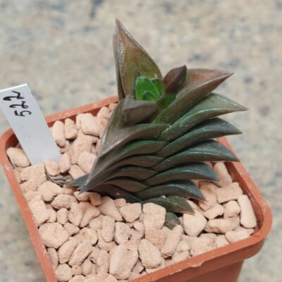 522 Haworthia viscosa
