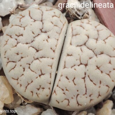 насіння lithops gracilidelineata C189 seeds