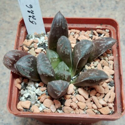 5226 Haworthia cooperi hybrid