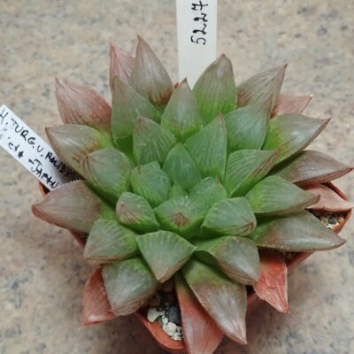 5227 Haworthia turgida v. palidifolia hybrid