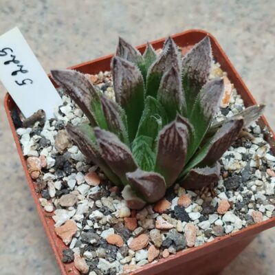 5229 Haworthia 'Sugar Candy' hybrid
