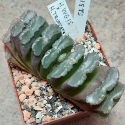 5231 Haworthia VVG15 x truncata -Japan-