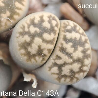 насіння lithops karasmontana Bella C143A seeds