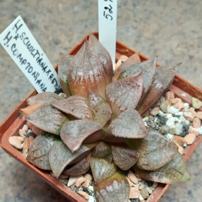 5247 Haworthia schultiana x retusa x comptoniana