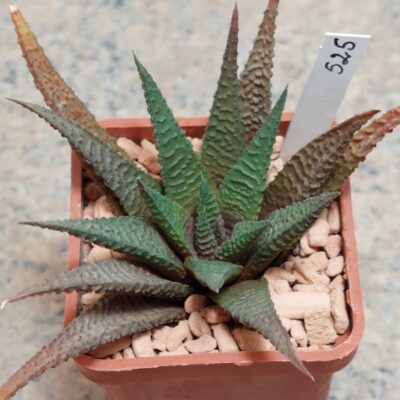 525 Haworthia limifolia x scabra