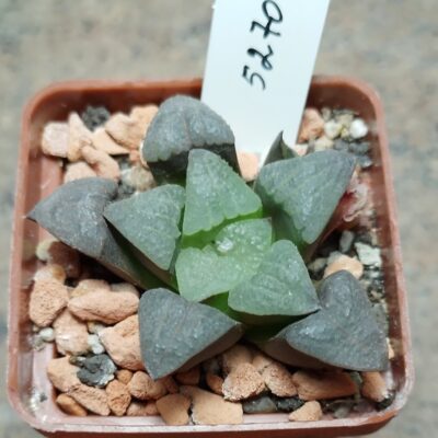 5270 Haworthia pygmaea