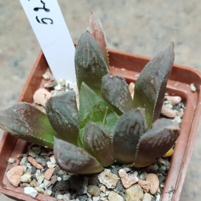5277 Haworthia cooperi hybrid