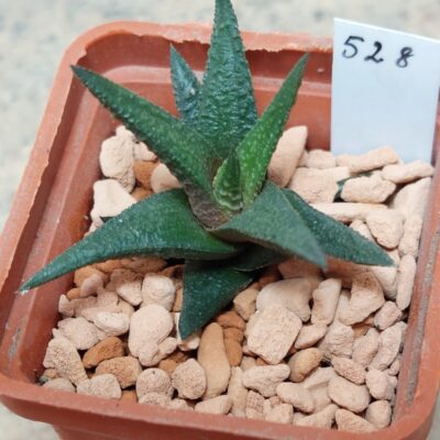 528 Haworthia nigra hybrid