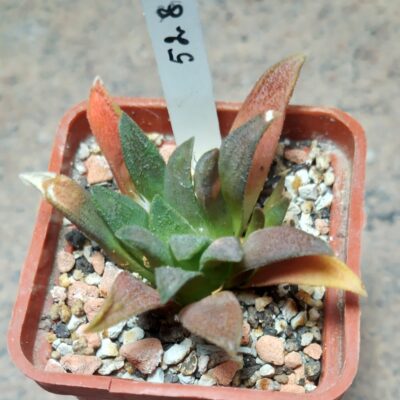 5281 Haworthia parksiana