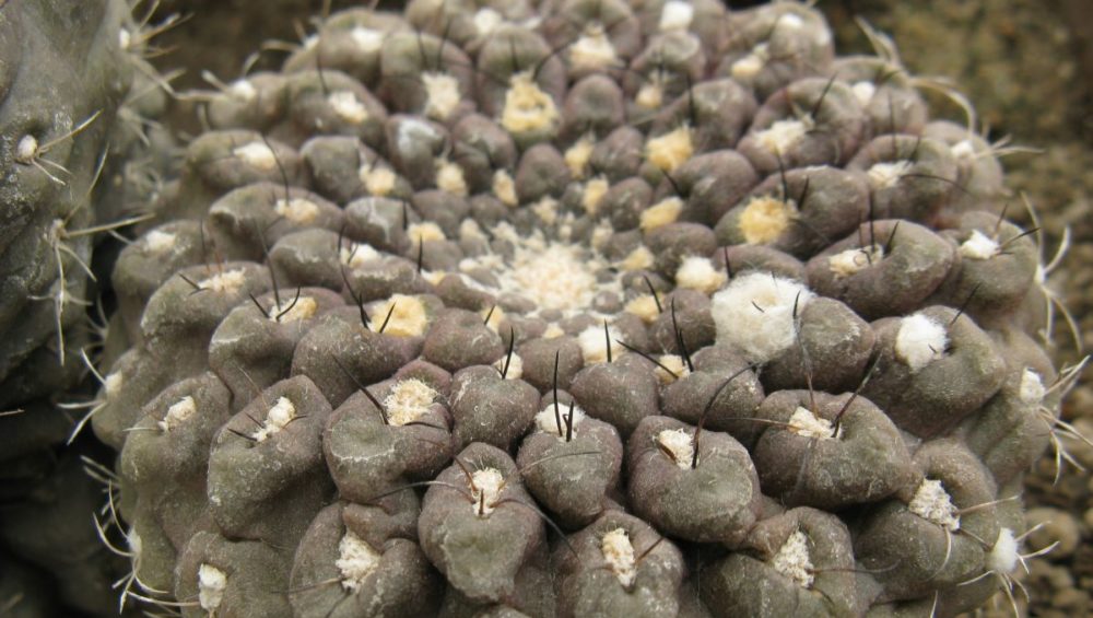 Thelocephala esmeraldana GM1550 насіння