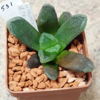 531 Haworthia truncata nybrid