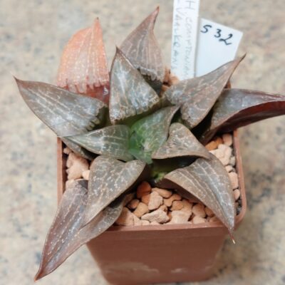 532 Haworthia comptoniana -Vaalkrans-