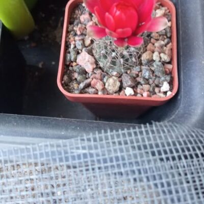 Gymnocalycium baldianum JPR 95 - 179/550 - El Alto, Catamarca, 1100 m.