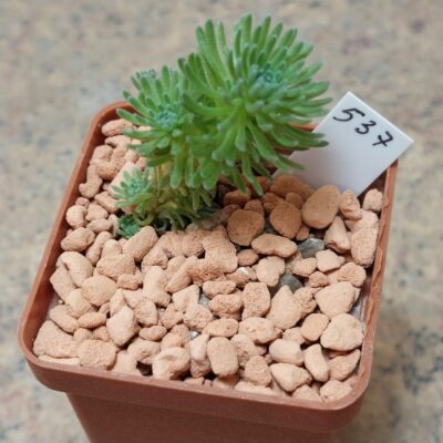 537 Sedum multiceps