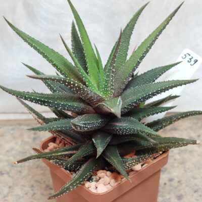 539 Haworthia attenuata f.variegata