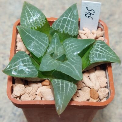 545 Haworthia comptoniana x bayeri