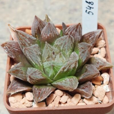 548 Haworthia 'Sugar Candy' x 'Kegazato'