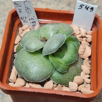 549  Crassula hemisphaerica