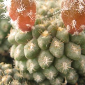 Thelocephala mitis MG насіння