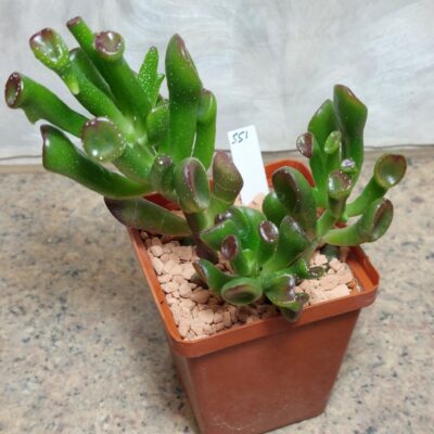 551  Crassula ovata 'Hobbit'
