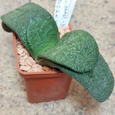 563  Gasteria armstrongii -Japan- VVG2 x VVG3